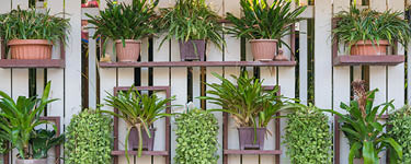 Dischidia ruscifolia or dave plant decorate on wall 